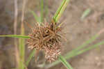 Fuzzy flatsedge